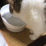 ネコ、流れる水を飲む
