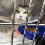 ネコ、入院する