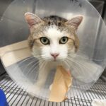 ネコ、退院したものの再入院する