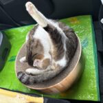 ネコ、二度目の尿道閉塞