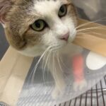 ネコ、再々々入院。